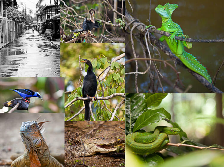Tien dingen om niet te missen in Costa Rica | simoneskitchen.nl