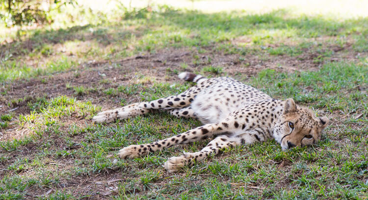 Baby Cheetah in de opvang