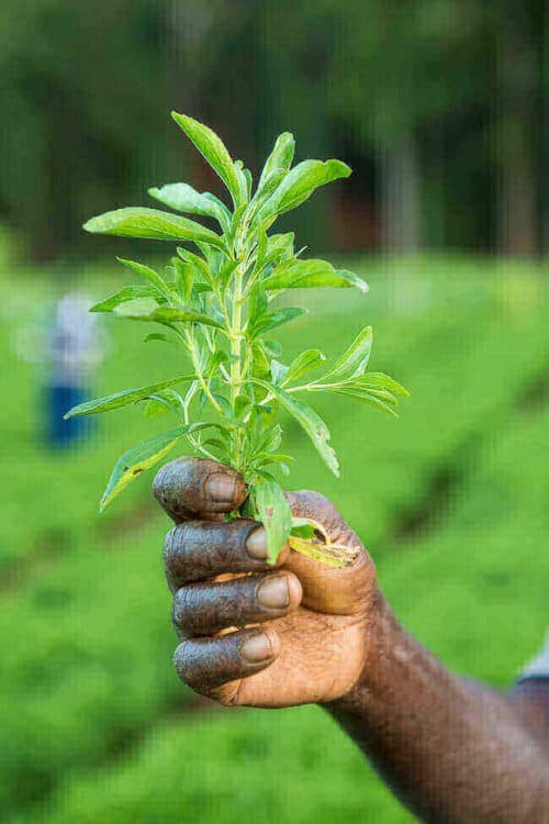 Steviaplantje | simoneskitchen.nl