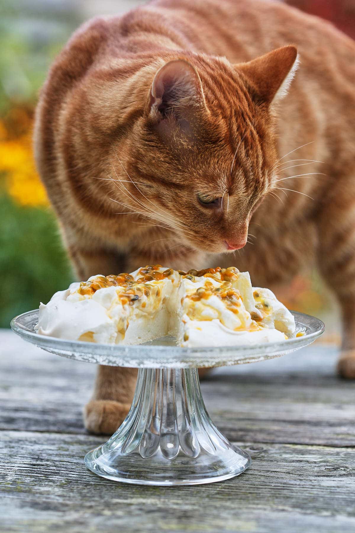 Humphrey met de passievrucht pavlova