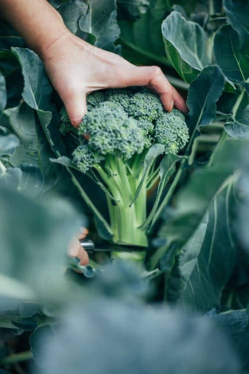 Anti oxidanten en vrije radicalen wat zijn het en wat doen ze?