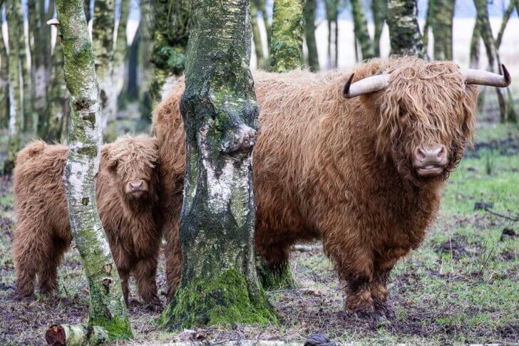 Schotse hooglanders