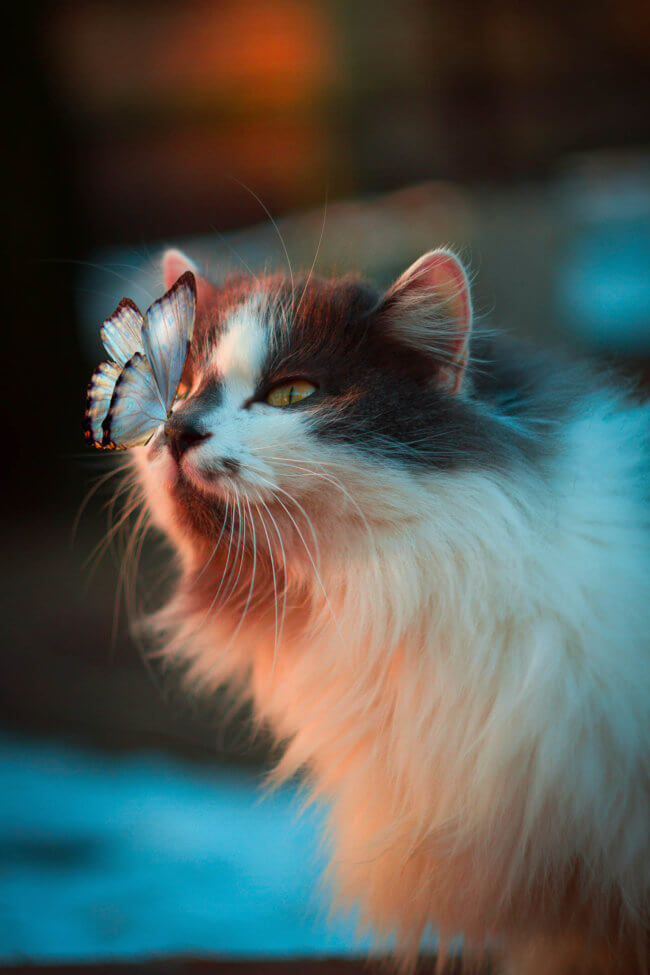Kat met vlinder op neus - op vakantie in eigen achtertuin