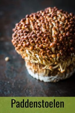 Recepten met paddenstoelen