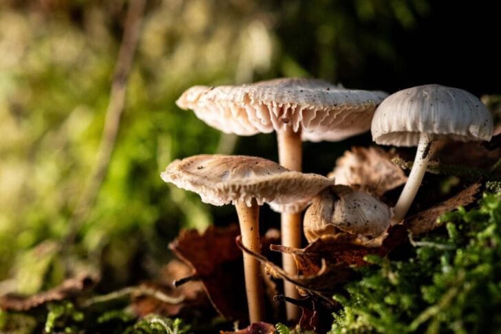 Paddenstoelen met ledlamp