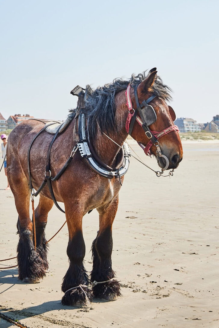 Garnalenvissers te paard