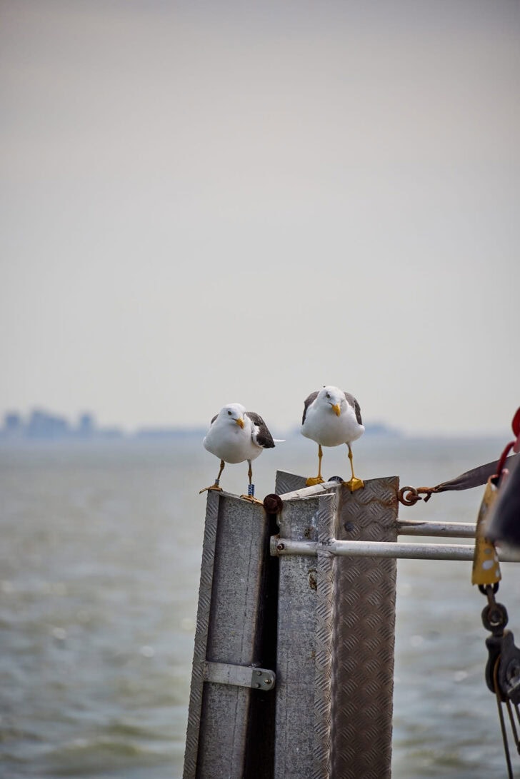 Oostende meeuwen op de boot