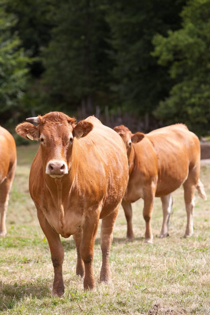 Waarom vlees online kopen