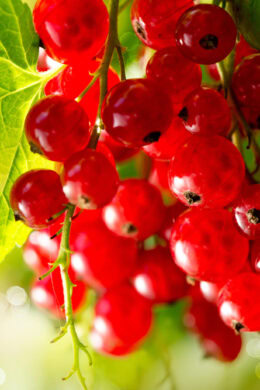 recepten met rode bessen